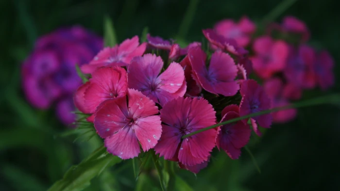 flowers nature macro plants green bokeh 2k