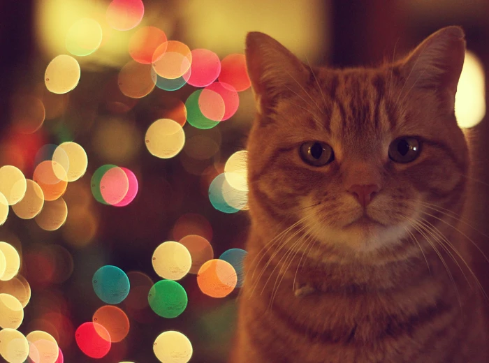 Ginger Cat orange cat Animals Pets Lights Colorful bokeh 2k 4k