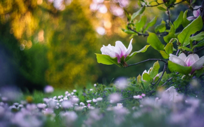 green and pink petaled flower nature flowers plants depth of field 2k