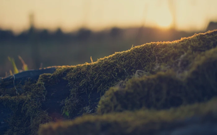 green grass field untitled algae nature bokeh macro depth of 2k