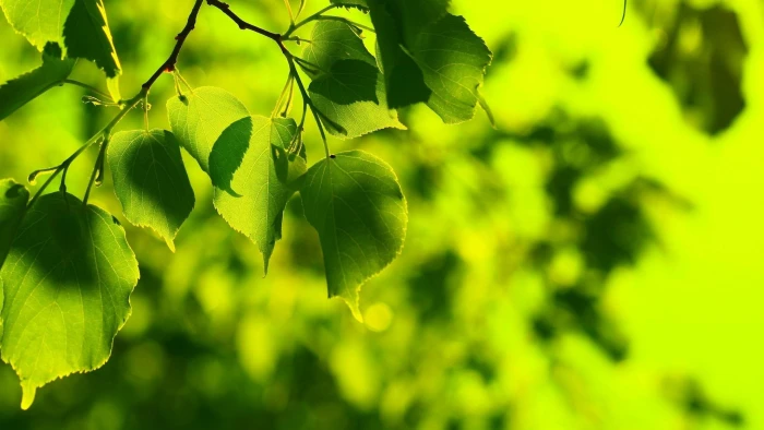 green leaves nature bokeh growth color plant leaf 2k