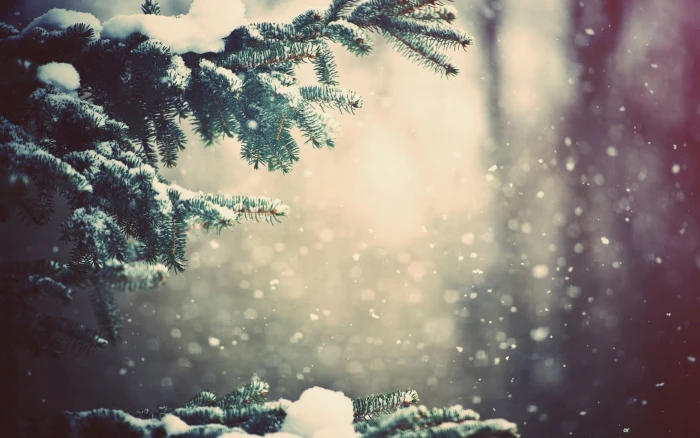 green tree frozened trees close up photography winter snow 2k