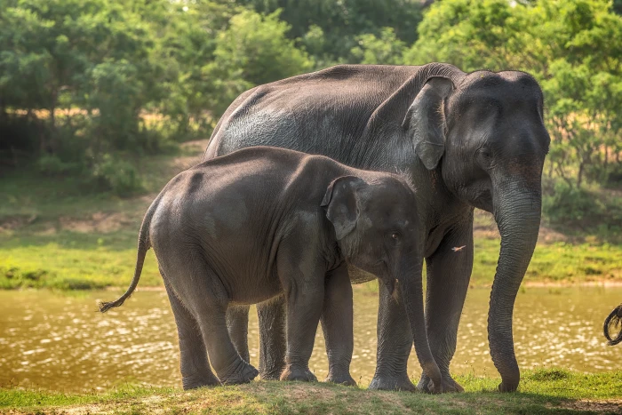 greens grass trees river the sun elephants bokeh Sri Lanka 2k 4k 5k