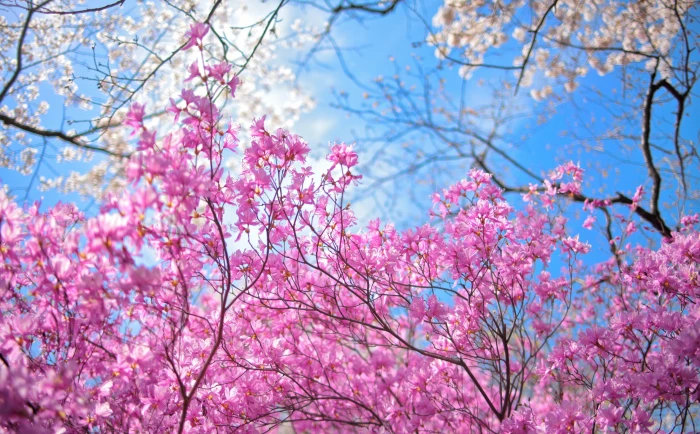 Happy Spring pink flowers Seasons Trees Bright Japan Blossom 2k 4k 5k