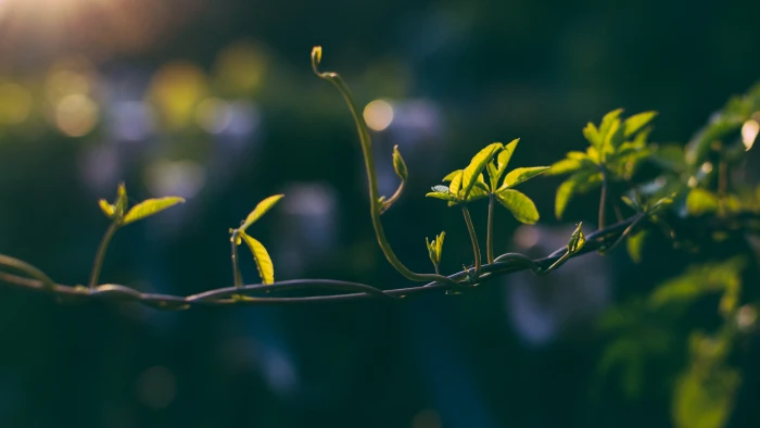 india bengaluru cubbon park wire habitation bokeh plantlets 2k 4k 5k