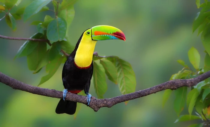 leaves background bird branch Toucan bokeh Iridescent 2k