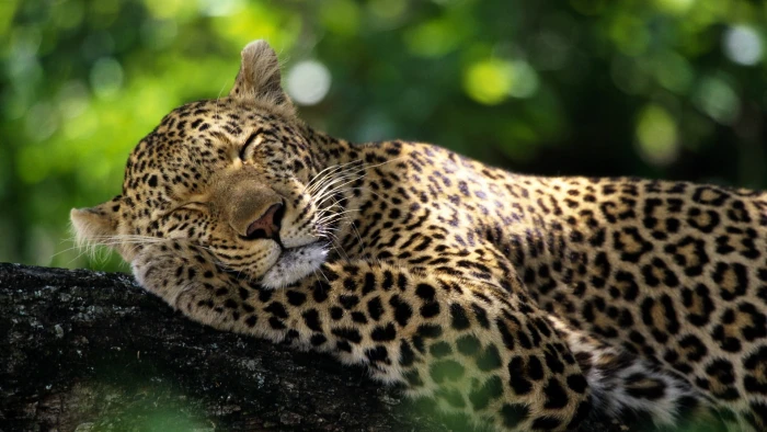 leopard sleeping on green branch bokeh wildlife nature animal 2k
