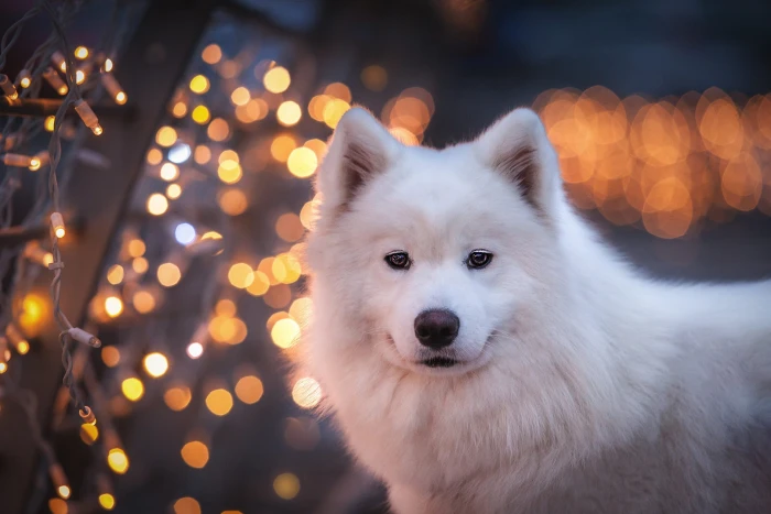 look face light background portrait dog puppy white 2k