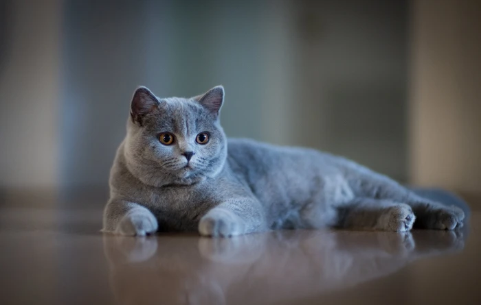 muzzle grey bokeh cat British Shorthair 2k