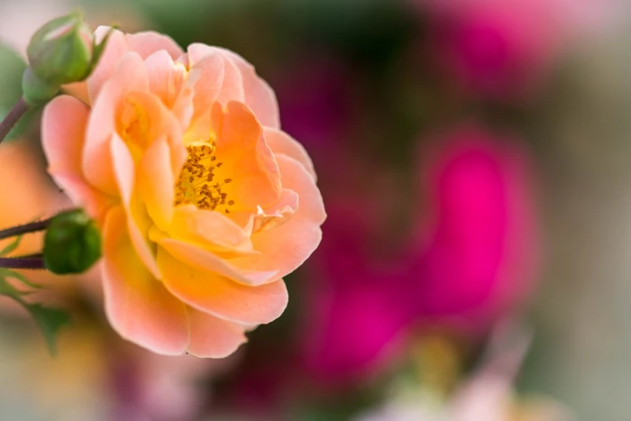 orange flower vie rose bokeh nature plant close up 2k 4k 5k
