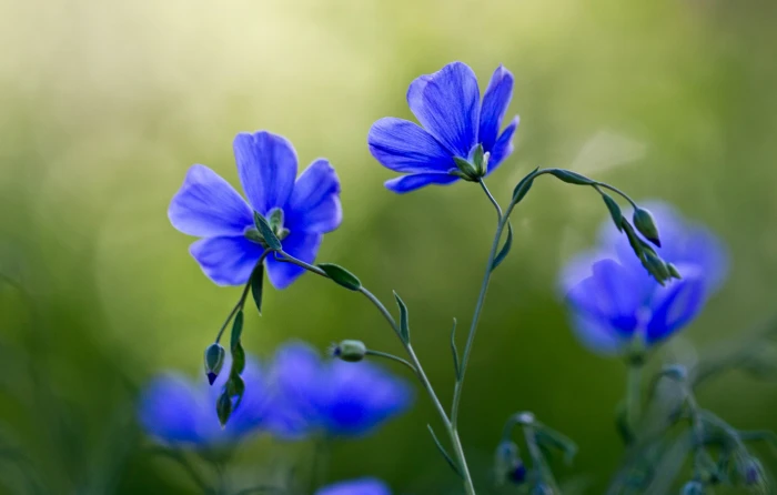 photograph of purple petaled flower flax Breeze 2k 4k
