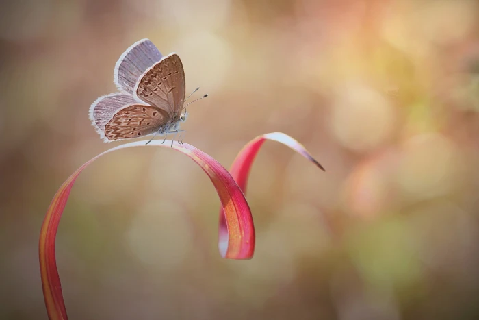 photography nature macro depth of field butterfly bokeh 2k