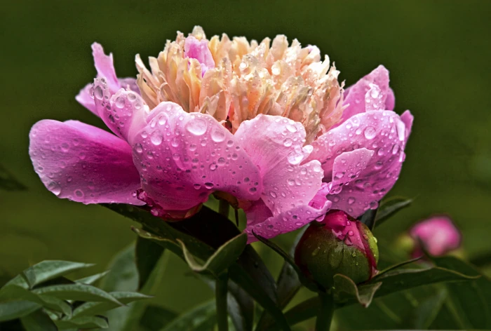 pink and orange flower wet peony bokeh seasons massachusetts 2k