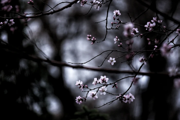 pink cherry blossom flowers white tree branch nature 2k 4k 5k