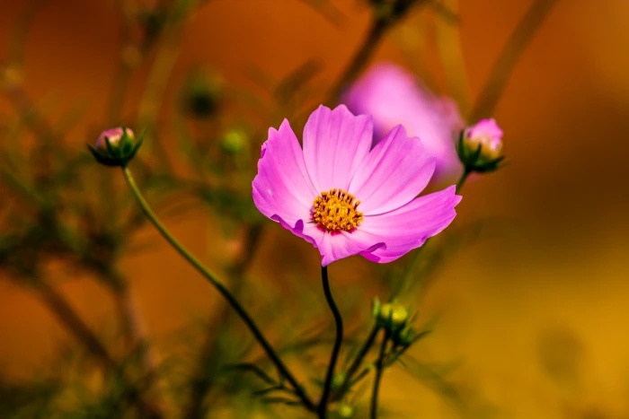 pink flower Bokeh red nature green focus garden close 2k 4k 5k