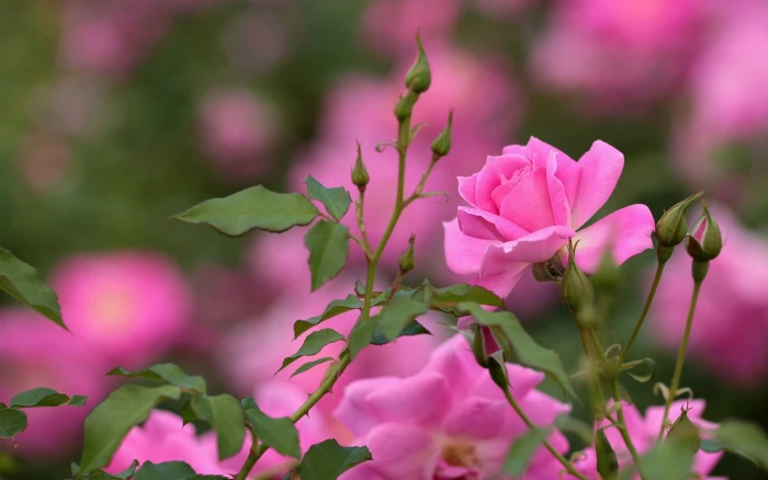 Pink rose flowers buds bokeh 2k