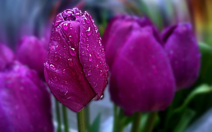 pink beautiful flowers amazing water drop bokeh purple tulip 2k