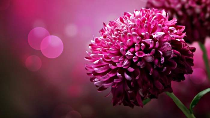 red dahlia flower flowers pink bokeh macro nature 2k 4k