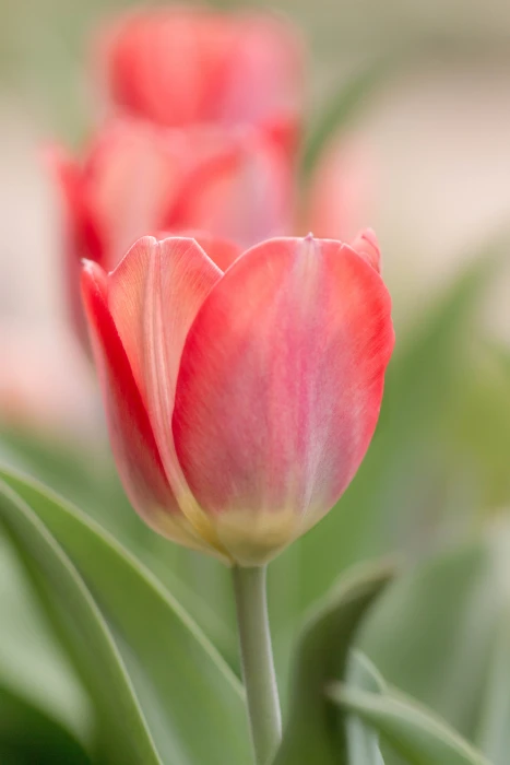 red flower plant Tulip Trio floral macro close up tulips 2k