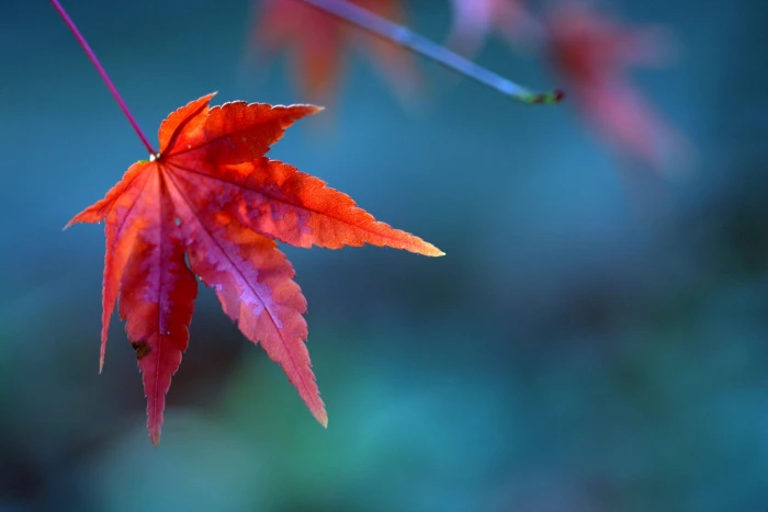 red leaf macro photography bokeh lexington kentucky arboretum 2k