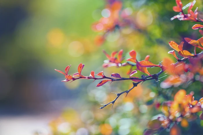 red leaf plant selective photography Autumn Leaves fall autumn colors 2k 4k 5k
