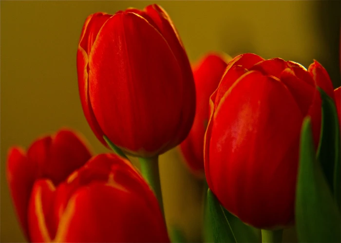 red Tulips Spring Maine Grocery Store flower macro bokeh 2k