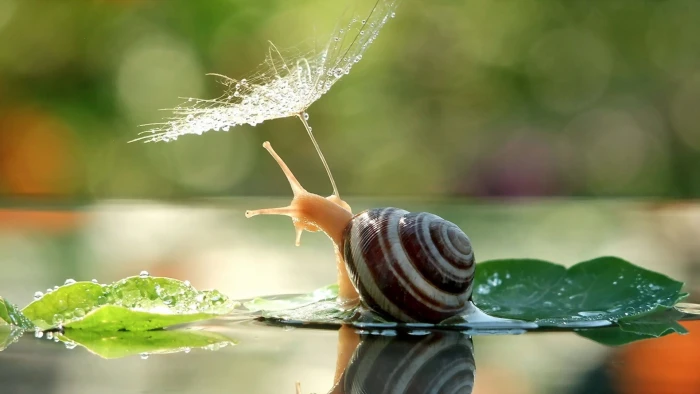 snail with leaf bokeh water drops dew animals reflection 2k