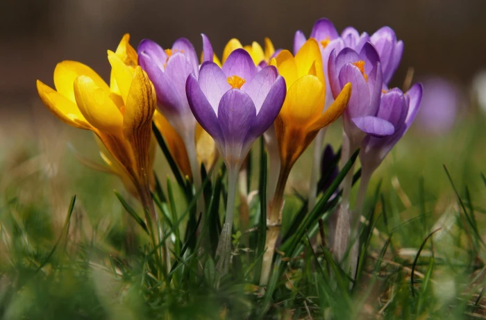 spring crocuses bokeh saffron 2k