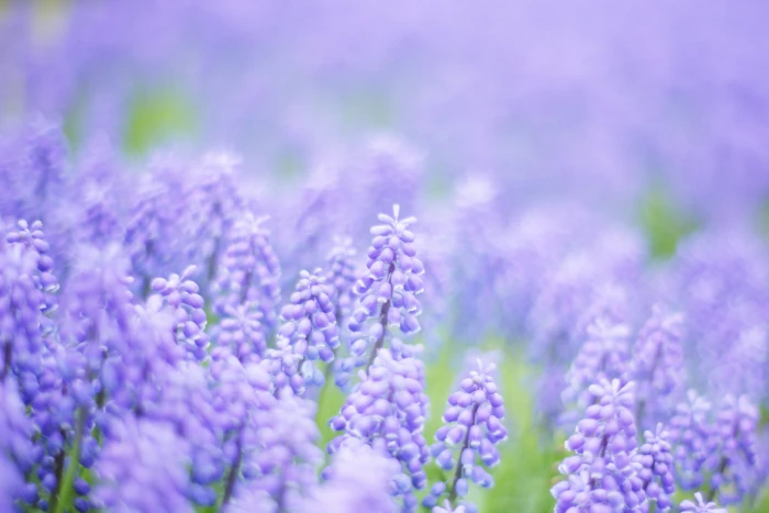 tilt shift lens of purple beets flowers Dream muscari blue 2k 4k 5k