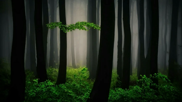 bulgaria mystic woodland darkness trunk magic tree magical 2k