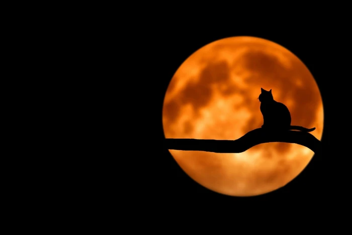 cat night the moon mystic black background blood 2k