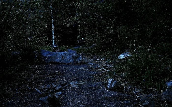 Dark Mystical Forest woods forests nature and landscapes 2k