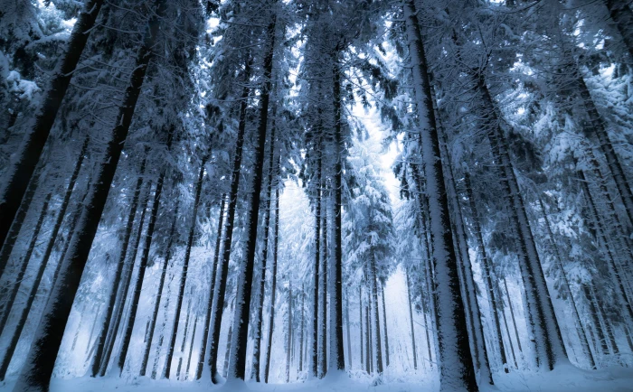 Deep Winter Forest snow coated forest Seasons landscape nature 2k 4k 5k