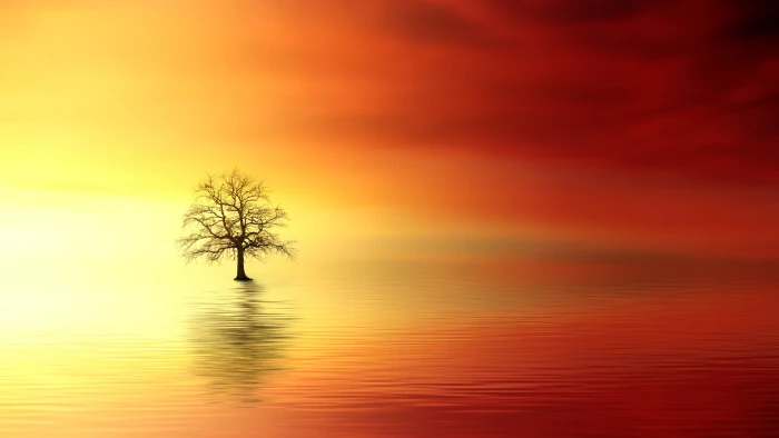 bare tree surrounded by body of water digital wallpaper sunset 45 2k 4k 5k
