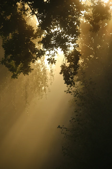 green leaf tree during golden hour away fog trees forest 2k