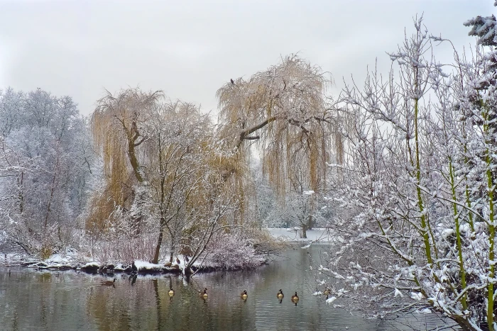 green leaf trees covered with snow winter wintry white cold 2k 4k 5k