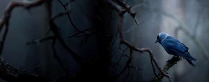 Jackdaw HD Wallpaper blue and black bird Animals Birds Dark 2k 4k 5k