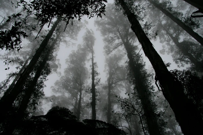 low angle grayscale photography of forest foggy misty trees 2k 4k
