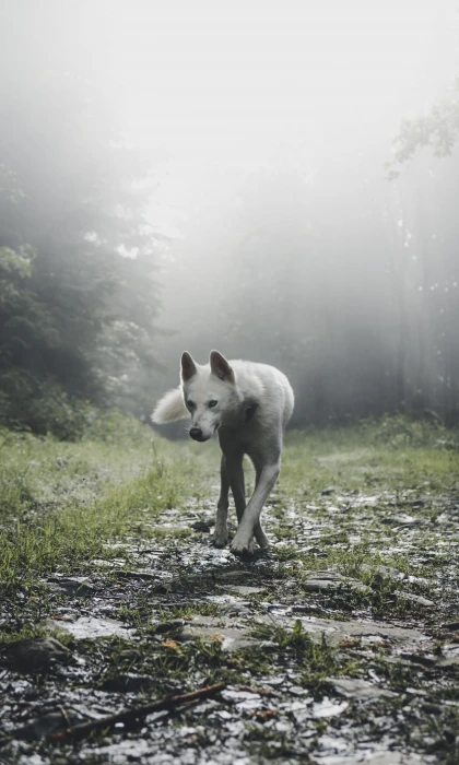 shallow focus photography of white wold wolf walking near green leaf tree 2k 4k