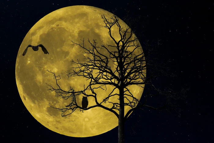 silhouette of moon and trees at nighttime nature landscape 2k 4k