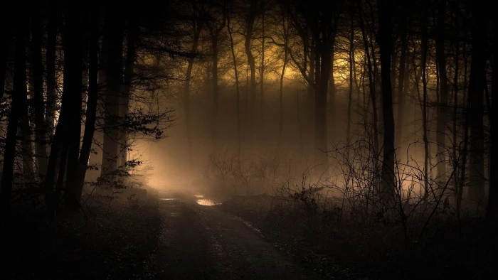 sunlight pathway mystic twilight foggy misty silhouette 41 2k