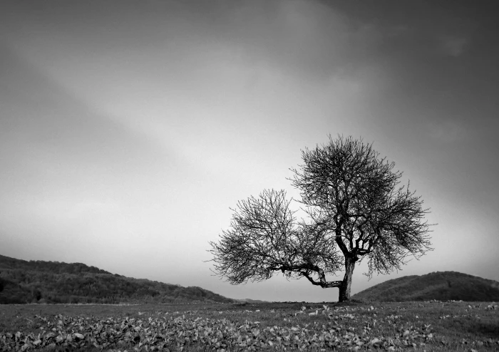 tree loneliness landscape sadness lonely mood figure 2k 4k