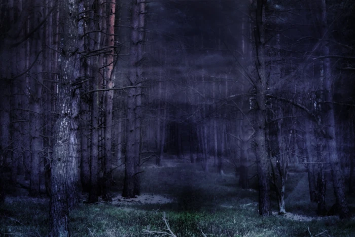 trees during nightime forest fog mystical fairy tales atmosphere 2k