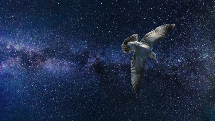 white bird in galaxy universe space stars fantasy sky nature 2k 4k 5k