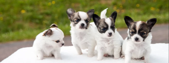 px dual monitor multi screen animal themes widescreen dualmonitor dualscreen 2k