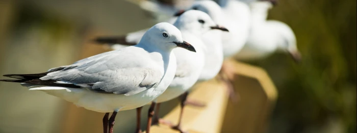 px dual monitor multi screen widescreen dualmonitor dualscreen 2k