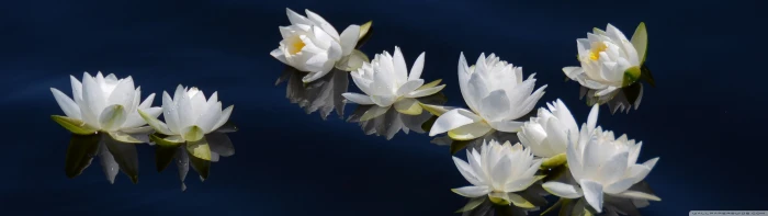 blanc blanche dual fleur fleurs flower flowers monitor widescreen dualmonitor dualscreen 2k 4k