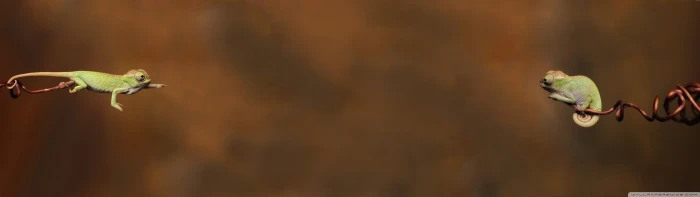 dual Lezard monitor reptile screen animal themes wildlife widescreen dualmonitor dualscreen 2k 4k