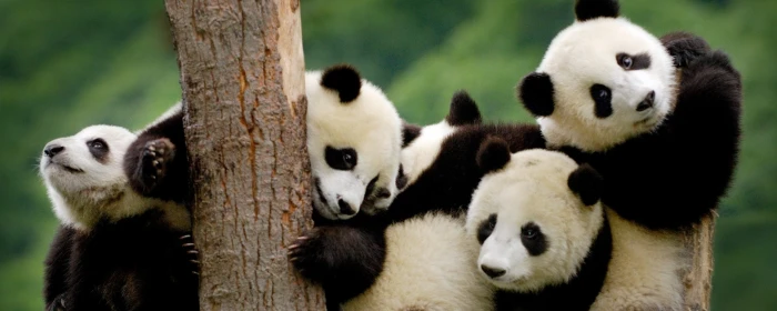 dual monitor multi screen Widescreen panda animal themes widescreen dualmonitor dualscreen 2k