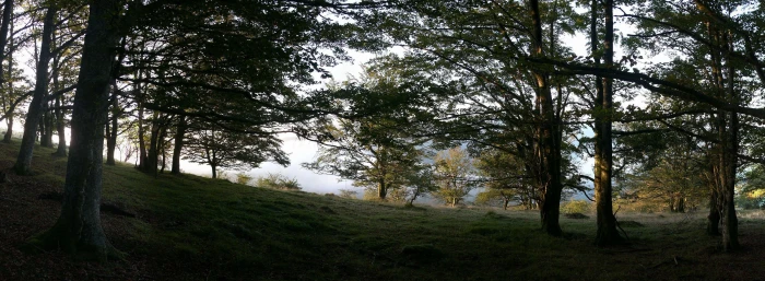 Forest Dual Monitor green leafed trees Nature Forests plant widescreen dualmonitor dualscreen 2k